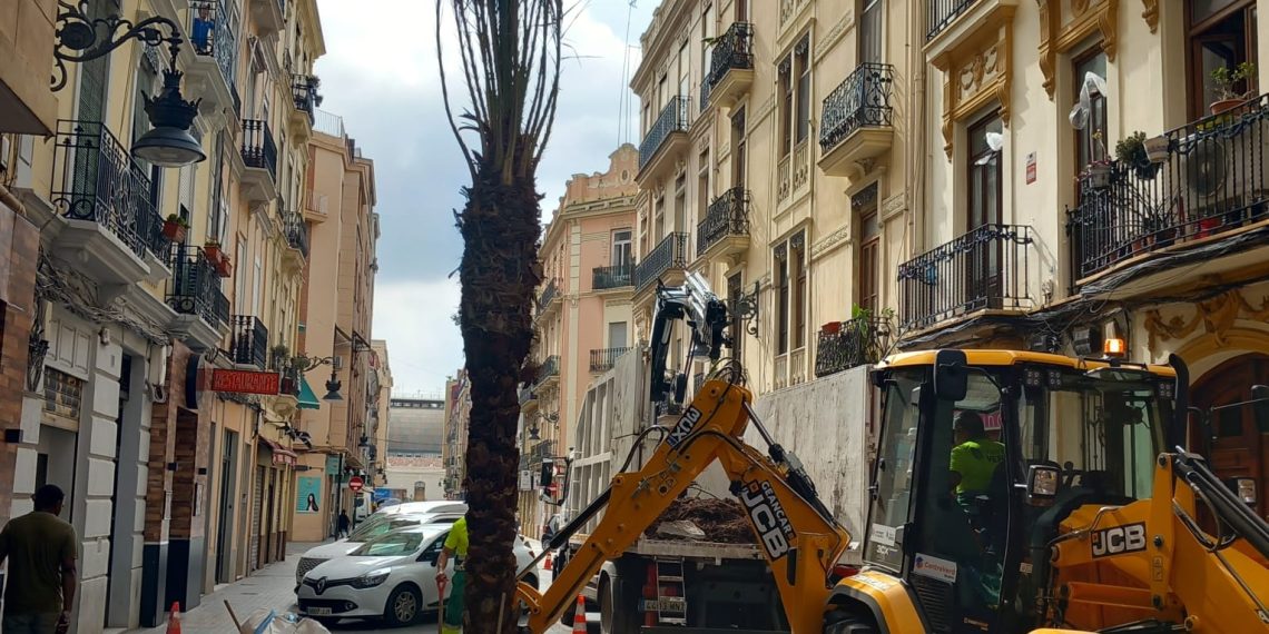 El Ayuntamiento de Valencia repone la palmera caída en el centro de la ciudad para recuperar el arbolado urbano