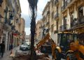 El Ayuntamiento de Valencia repone la palmera caída en el centro de la ciudad para recuperar el arbolado urbano