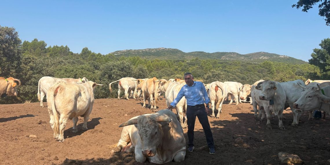 Agricultura impulsa el vallado virtual para modernizar la ganadería extensiva en la Comunitat Valenciana