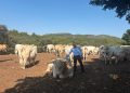 Agricultura impulsa el vallado virtual para modernizar la ganadería extensiva en la Comunitat Valenciana
