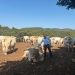 Agricultura impulsa el vallado virtual para modernizar la ganadería extensiva en la Comunitat Valenciana