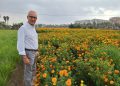 Valencia prepara la Batalla de Flores con 1,2 millones de clavellons y 30 carrozas