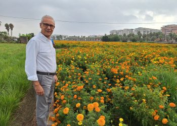 Valencia prepara la Batalla de Flores con 1,2 millones de clavellons y 30 carrozas
