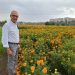 Valencia prepara la Batalla de Flores con 1,2 millones de clavellons y 30 carrozas