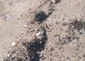Valencia retira restos carbonizados aparecidos en las Playas del Sur