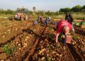 AVA-ASAJA reprocha al Gobierno que deje fuera al 40% de los beneficiarios de las ayudas de fertilizantes