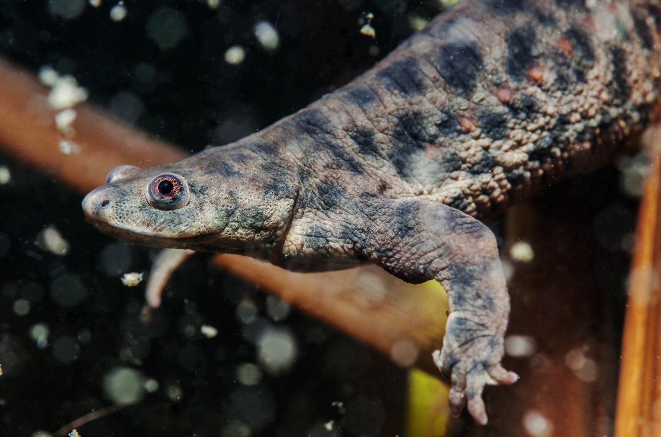 https://valencianews.es/wp-content/uploads/2026/07/anfibios-gallipato-adulto-1320x872.jpg