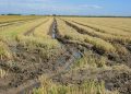 AVA-ASAJA convoca charlas de médicos de La Fe en pueblos arroceros sobre la leptospirosis