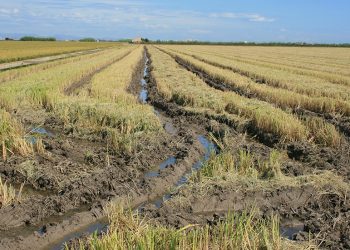 AVA-ASAJA convoca charlas de médicos de La Fe en pueblos arroceros sobre la leptospirosis