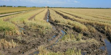 AVA-ASAJA convoca charlas de médicos de La Fe en pueblos arroceros sobre la leptospirosis
