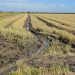 AVA-ASAJA convoca charlas de médicos de La Fe en pueblos arroceros sobre la leptospirosis