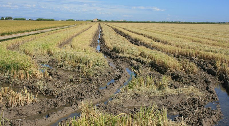 AVA-ASAJA convoca charlas de médicos de La Fe en pueblos arroceros sobre la leptospirosis