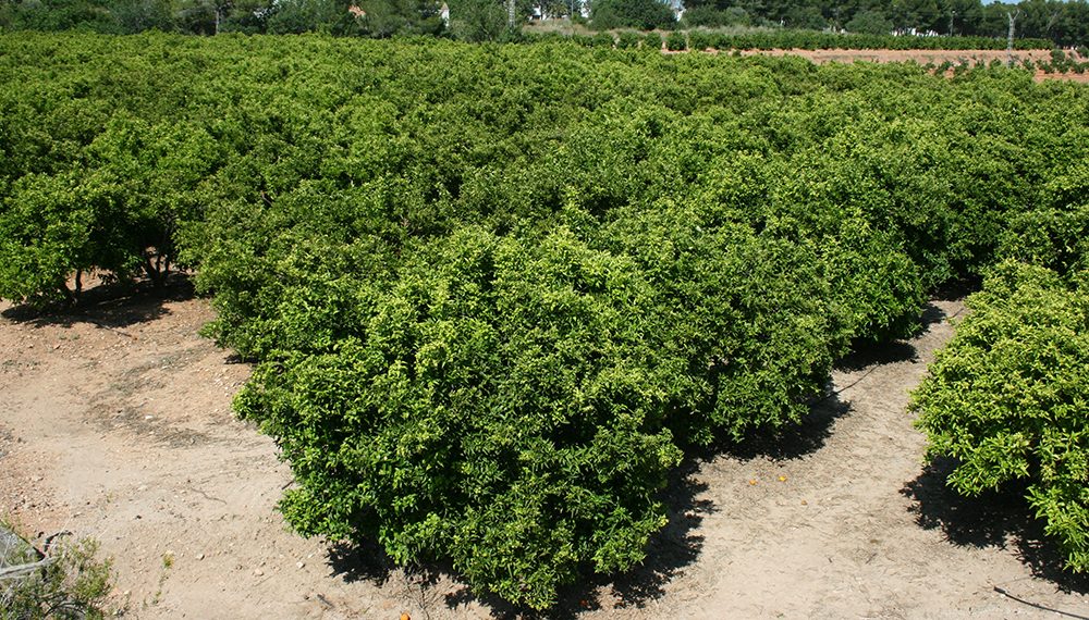 La ola de calor preocupa al sector agrario por la caída de frutos, las plagas y los sobrecostes