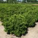 La ola de calor preocupa al sector agrario por la caída de frutos, las plagas y los sobrecostes