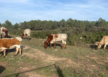 AVA-ASAJA pide un matadero en Valencia tras cerrarse los que había en la provincia