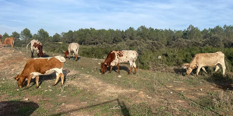 AVA-ASAJA pide un matadero en Valencia tras cerrarse los que había en la provincia
