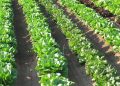 AVA-ASAJA pide al Gobierno ampliar el plazo de solicitud de las ayudas de fertilizantes