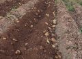 AVA-ASAJA cifra en 18 millones las pérdidas en las campañas de cebolla y patata en la Comunitat Valenciana