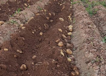 AVA-ASAJA cifra en 18 millones las pérdidas en las campañas de cebolla y patata en la Comunitat Valenciana