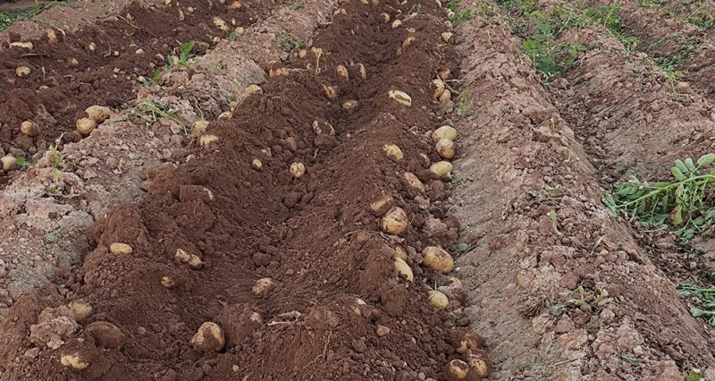 AVA-ASAJA cifra en 18 millones las pérdidas en las campañas de cebolla y patata en la Comunitat Valenciana