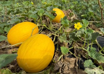 AVA-ASAJA y la UPV desarrollan variedades tradicionales de melón resistentes a virus y hongos