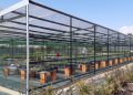 Los viveros de El Saler contarán con una nueva cámara climática para reproducir flora autóctona