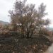 La Generalitat prepara un plan para recuperar la Sierra de Espadán tras los incendios