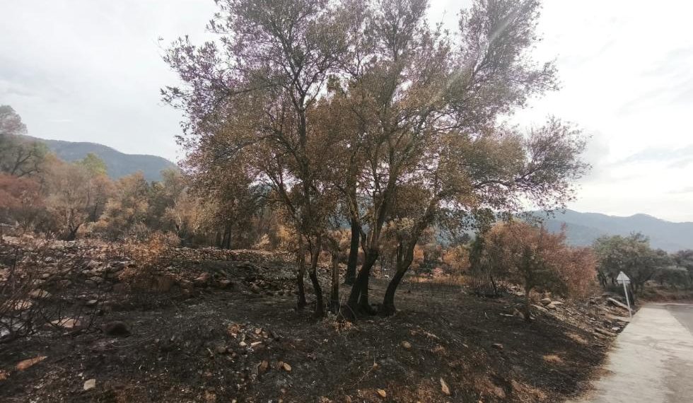 La Generalitat prepara un plan para recuperar la Sierra de Espadán tras los incendios