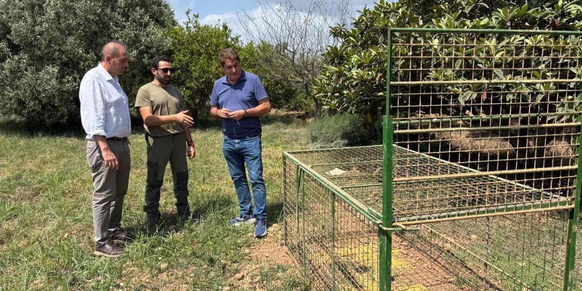 La Generalitat captura 228 jabalíes en Castellón mediante cajas trampa