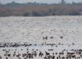 La Comunitat Valenciana registra 178.000 aves acuáticas, la segunda cifra más alta de la serie histórica
