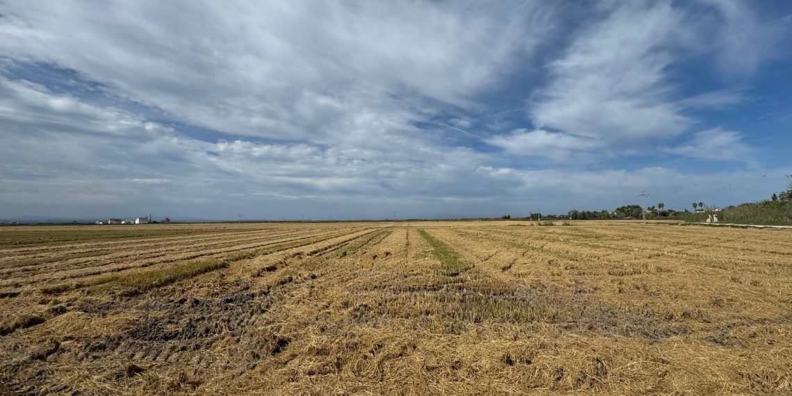 La Generalitat adelanta la quema de la paja de arroz por razones fitosanitarias