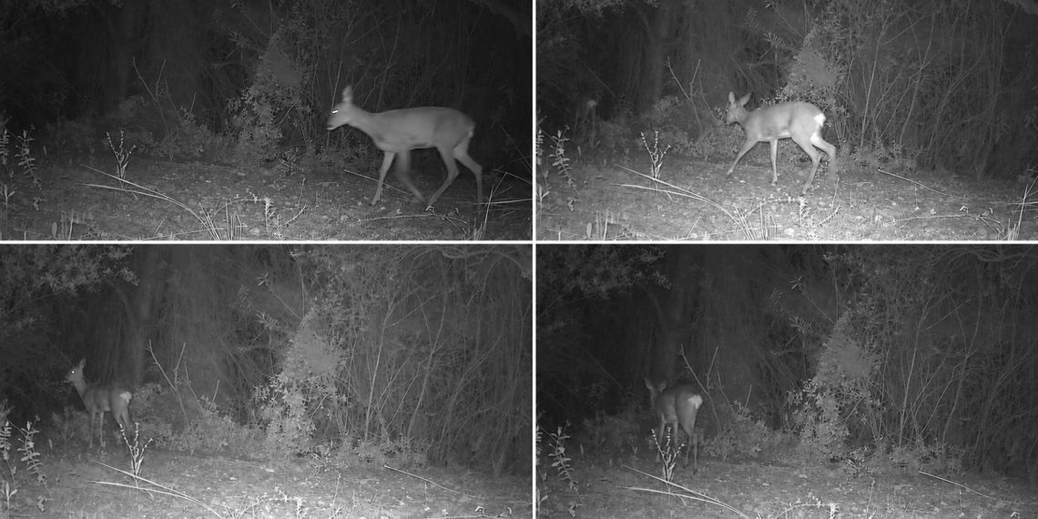 La Generalitat sigue la fauna silvestre con 380 cámaras de fototrampeo