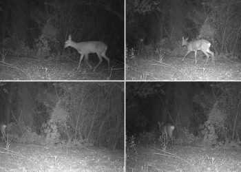 La Generalitat sigue la fauna silvestre con 380 cámaras de fototrampeo
