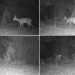 La Generalitat sigue la fauna silvestre con 380 cámaras de fototrampeo