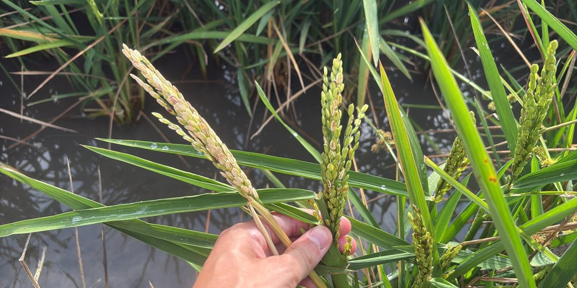 LA UNIÓ alerta de un repunte del ‘cucat’ en los arrozales valencianos y reclama revisar el sistema de control biológico de este año