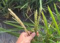 LA UNIÓ alerta de un repunte del ‘cucat’ en los arrozales valencianos y reclama revisar el sistema de control biológico de este año