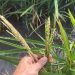 LA UNIÓ alerta de un repunte del ‘cucat’ en los arrozales valencianos y reclama revisar el sistema de control biológico de este año
