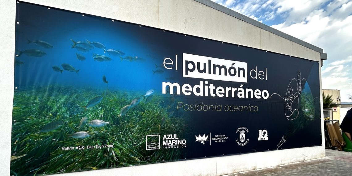 La Fundación Azul Marino lleva “El Pulmón del Mediterráneo” a Torreblanca para sensibilizar acerca de la importancia de la Posidonia oceanica