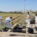 La Generalitat realiza 173 actuaciones de conservación en l’Albufera