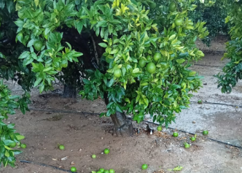 LA UNIÓ cifra en 14,3 millones de euros los daños agrícolas por las tormentas y el pedrisco del pasado jueves en la Ribera