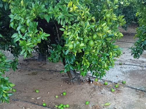 LA UNIÓ cifra en 14,3 millones de euros los daños agrícolas por las tormentas y el pedrisco del pasado jueves en la Ribera