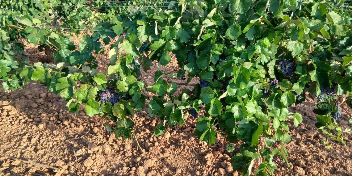 LA UNIÓ denuncia unos primeros precios para las uvas blancas con destino cava por debajo de los costes de producción