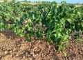 LA UNIÓ denuncia unos primeros precios para las uvas blancas con destino cava por debajo de los costes de producción