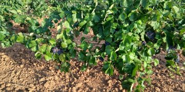 LA UNIÓ denuncia unos primeros precios para las uvas blancas con destino cava por debajo de los costes de producción