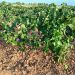 LA UNIÓ denuncia unos primeros precios para las uvas blancas con destino cava por debajo de los costes de producción