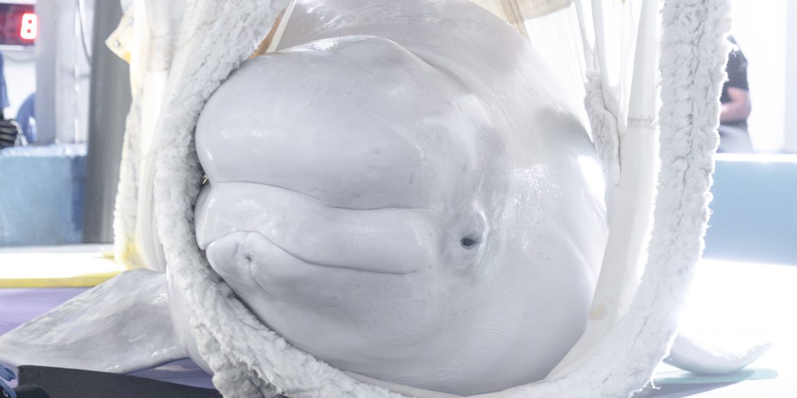 Seis animales rescatados de Marineland llegan al Oceanogràfic de Valencia