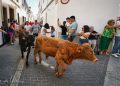 La Pobla de Farnals refuerza la seguridad ante el inicio de los bous al carrer