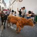 La Pobla de Farnals refuerza la seguridad ante el inicio de los bous al carrer