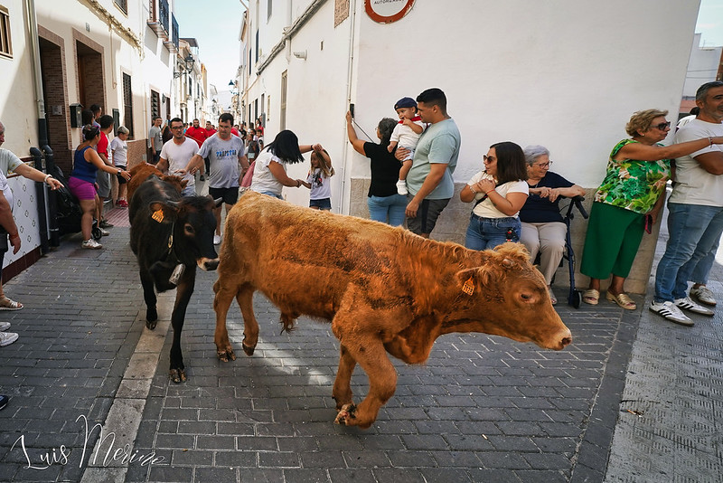 La Pobla de Farnals refuerza la seguridad ante el inicio de los bous al carrer