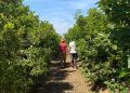 La C. Valenciana lidera el envejecimiento agrario con un 48% mayores de 65 años